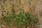 Indian sweetclover